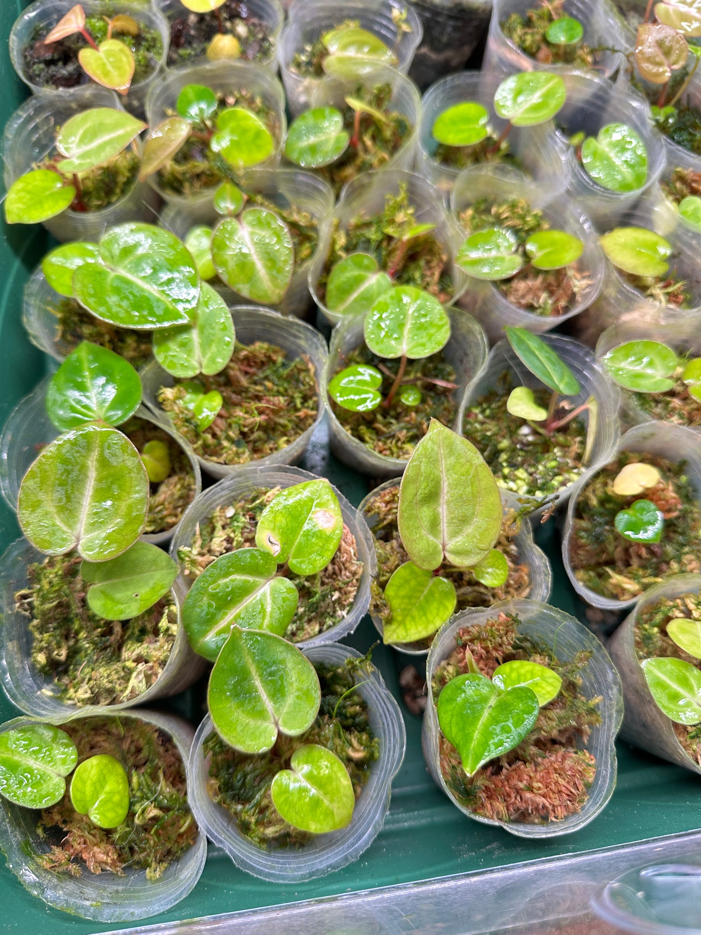 Tezula Red Crystal x Carlablackie 5x10 (Paul)