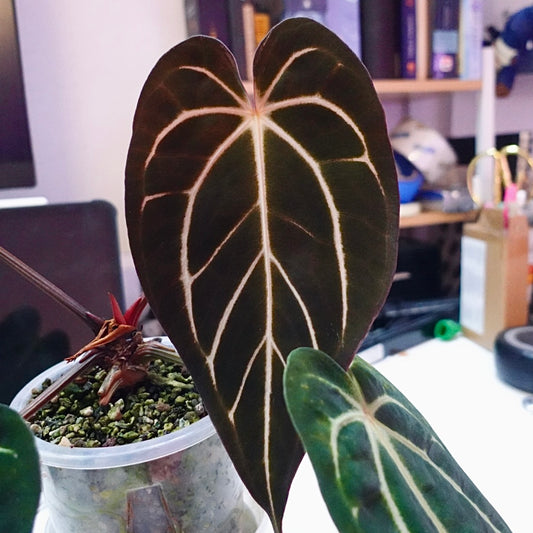 Carla GPH001self x NSE Porttilae