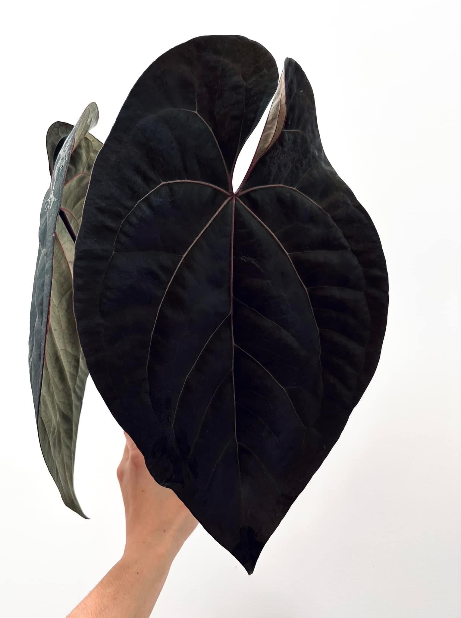 aos anthurium Dark form AoS x Pap RA(1x5) – Capu Planty