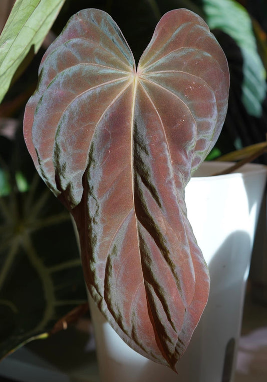 Luxurians x Antolakii (BVEP) (Scott)