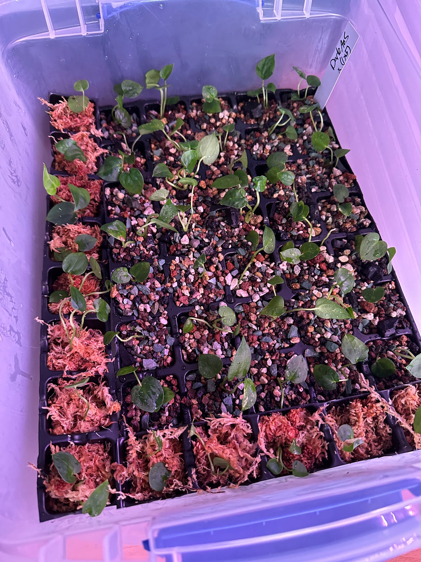 Dark form AoS x Pap RA(1x5)
