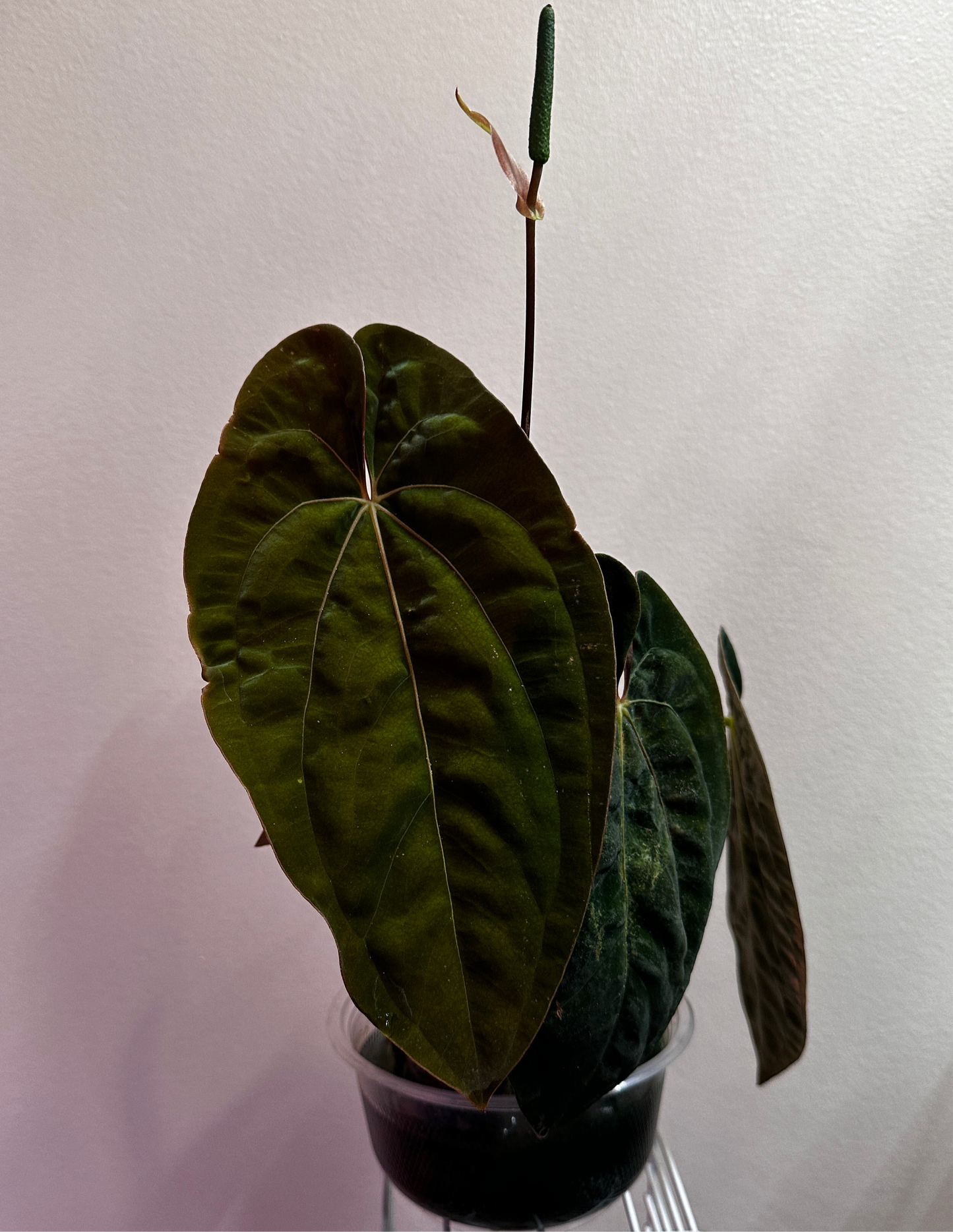 Dark form AoS x Pap RA(1x5)