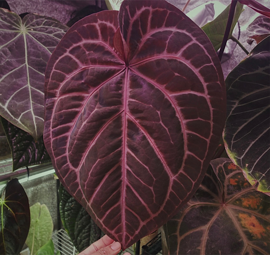 Red Crystal Tezula x Dressleri ‘Oliver’