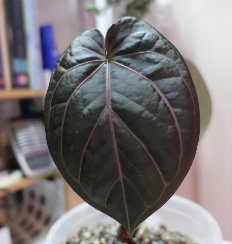 Round BlackWidowxMichelle x RG Dressleri
