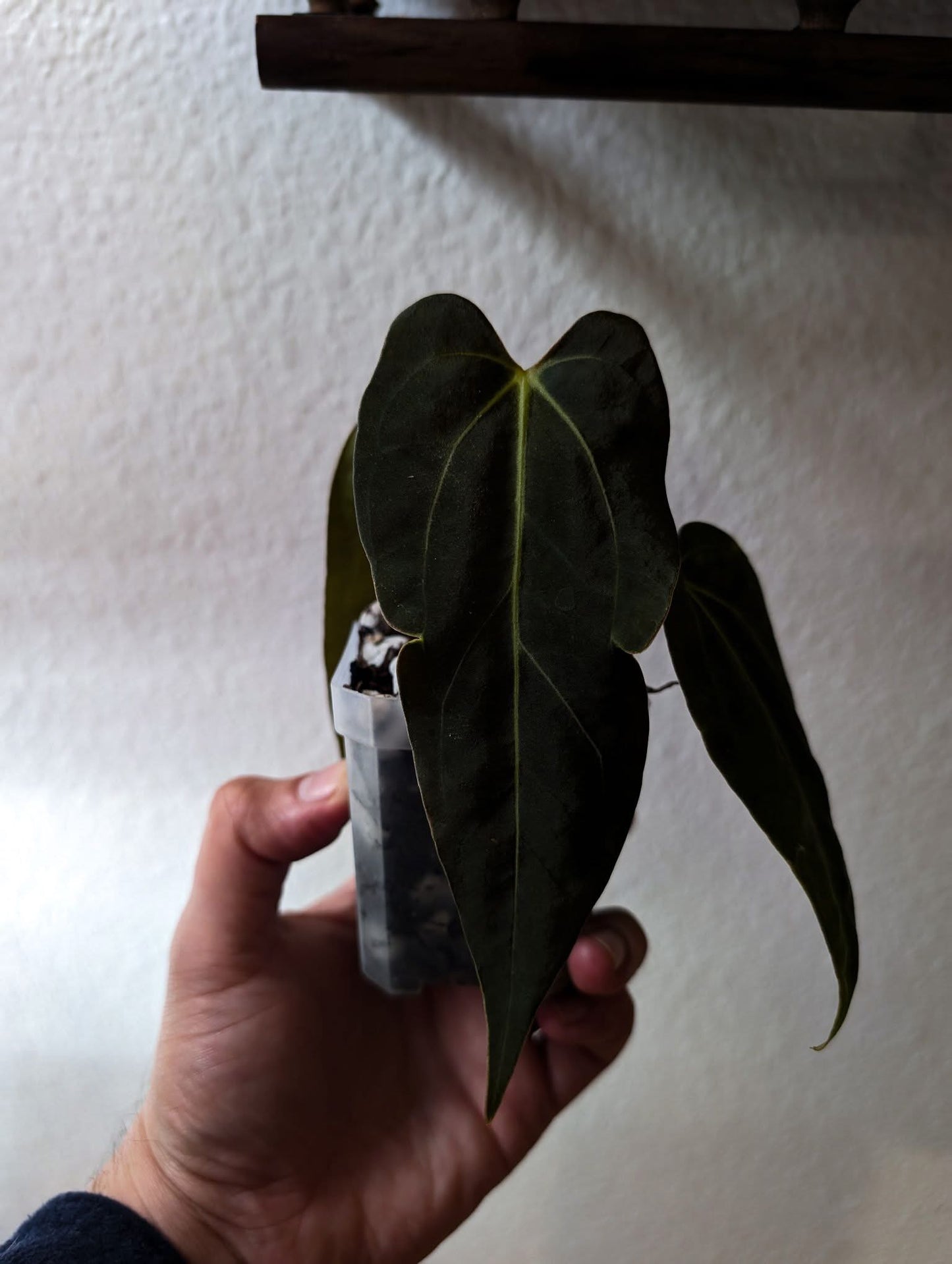 Carla GPH001self x NSE Porttilae