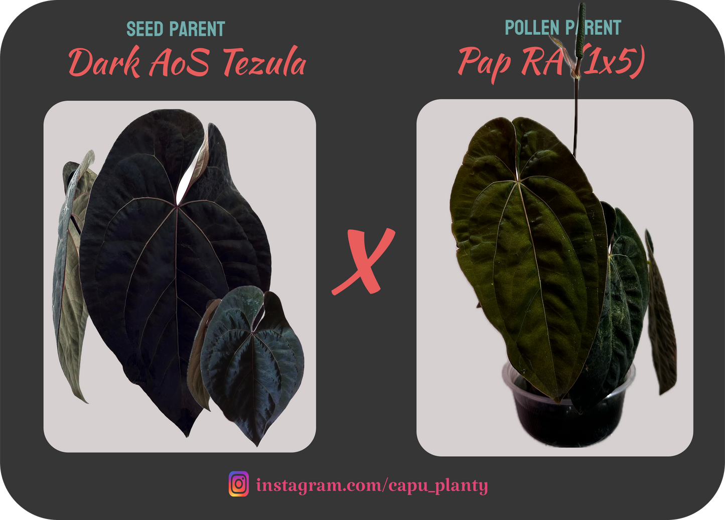 Dark form AoS x Pap RA(1x5)