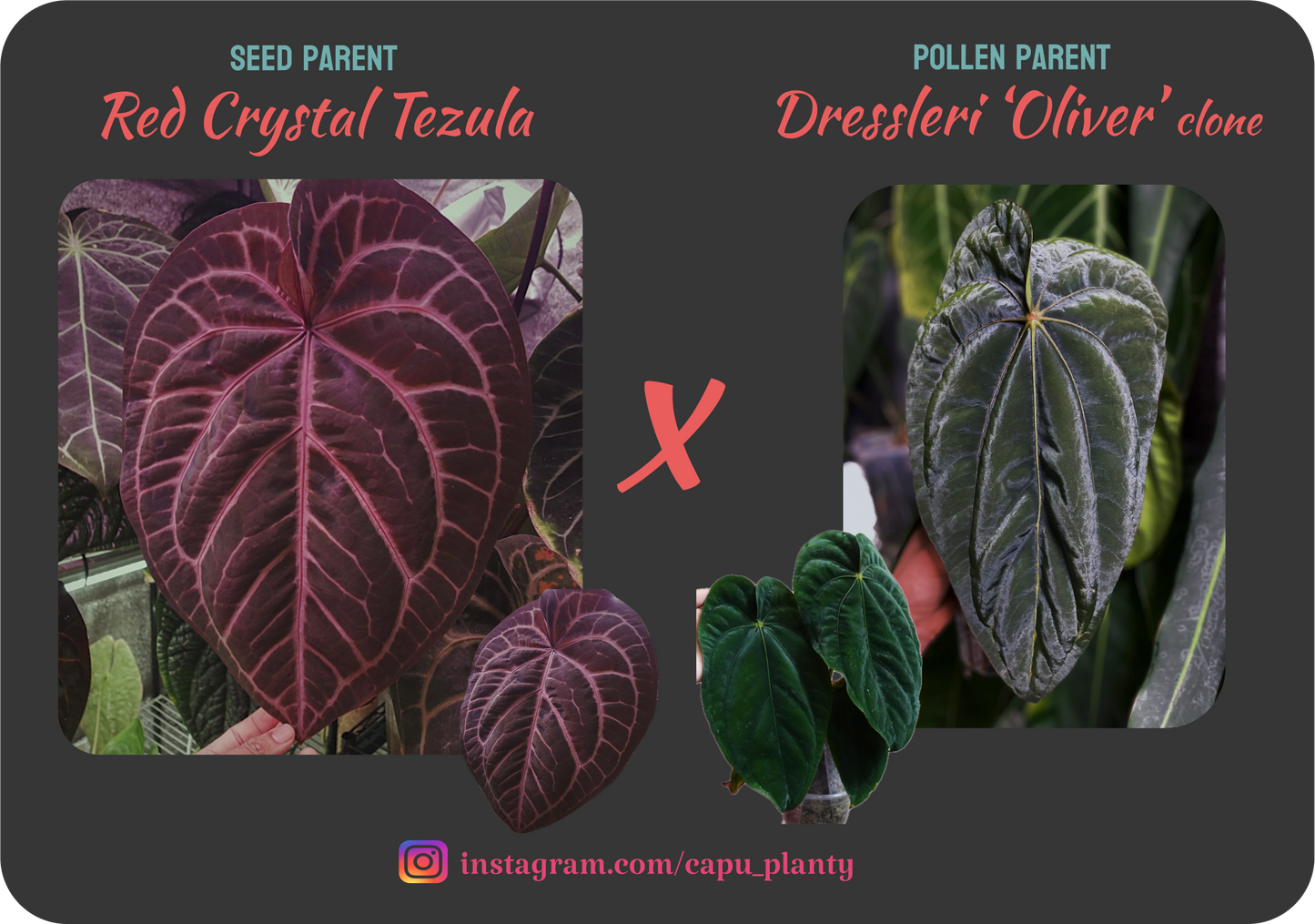 Red Crystal Tezula x Dressleri ‘Oliver’
