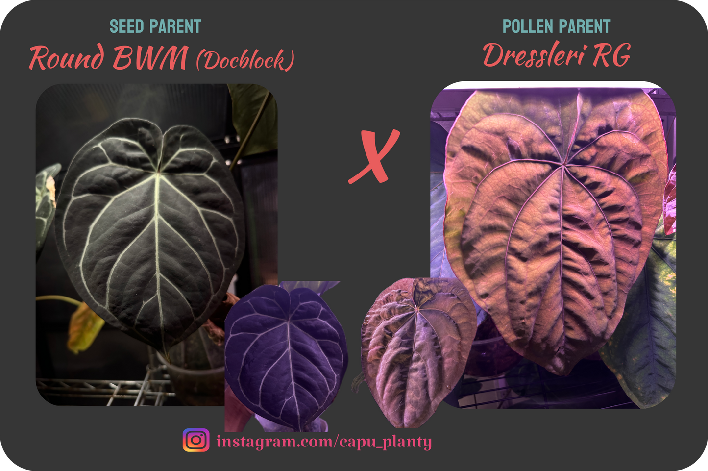Round BlackWidowxMichelle x RG Dressleri