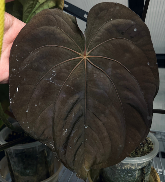 Round BlackWidowxMichelle x RG Dressleri