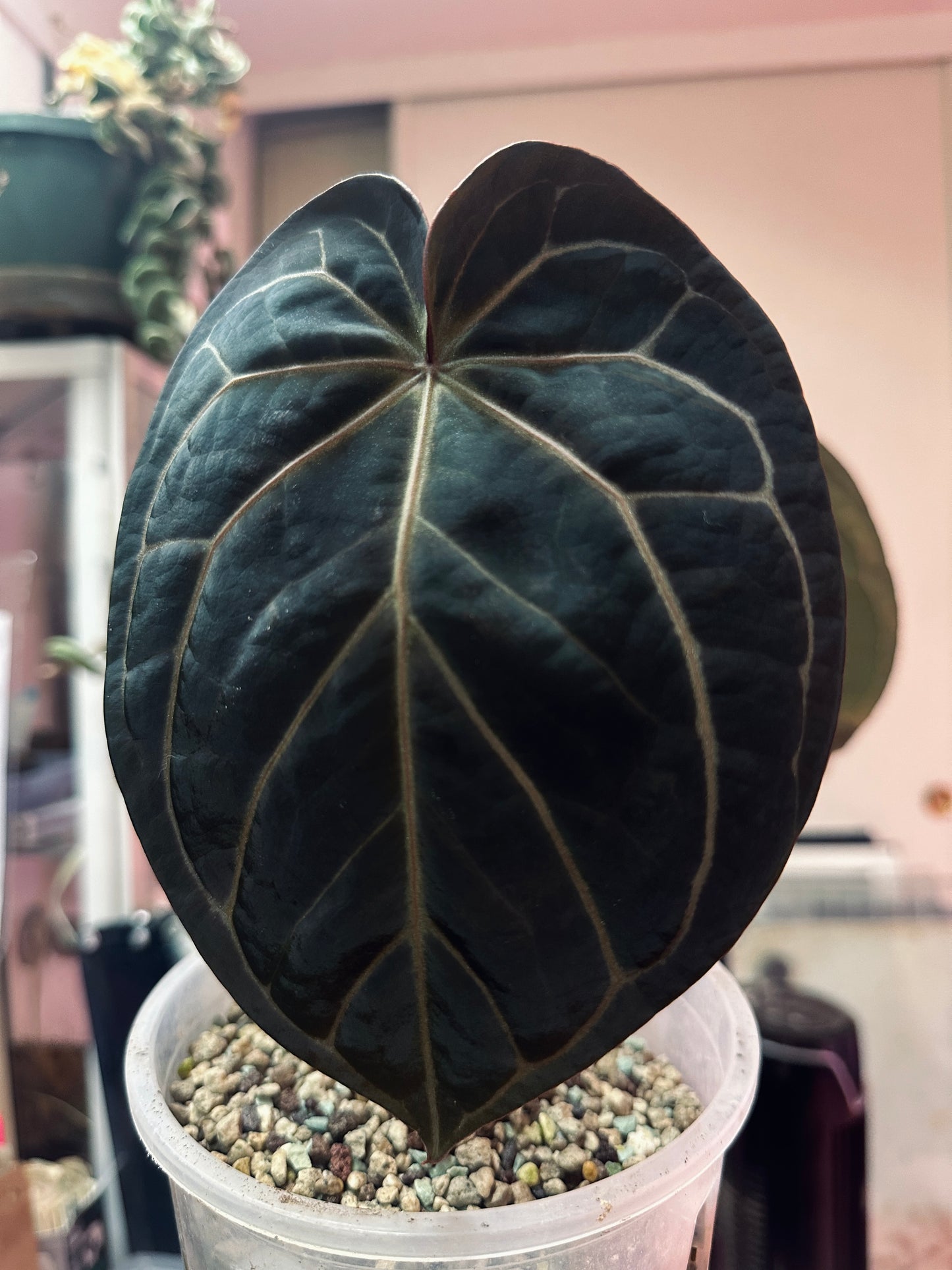 Round BlackWidowxMichelle x RG Dressleri