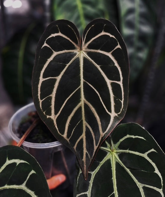 Tezula Red Crystal x Carlablackie 5x10 (Paul)