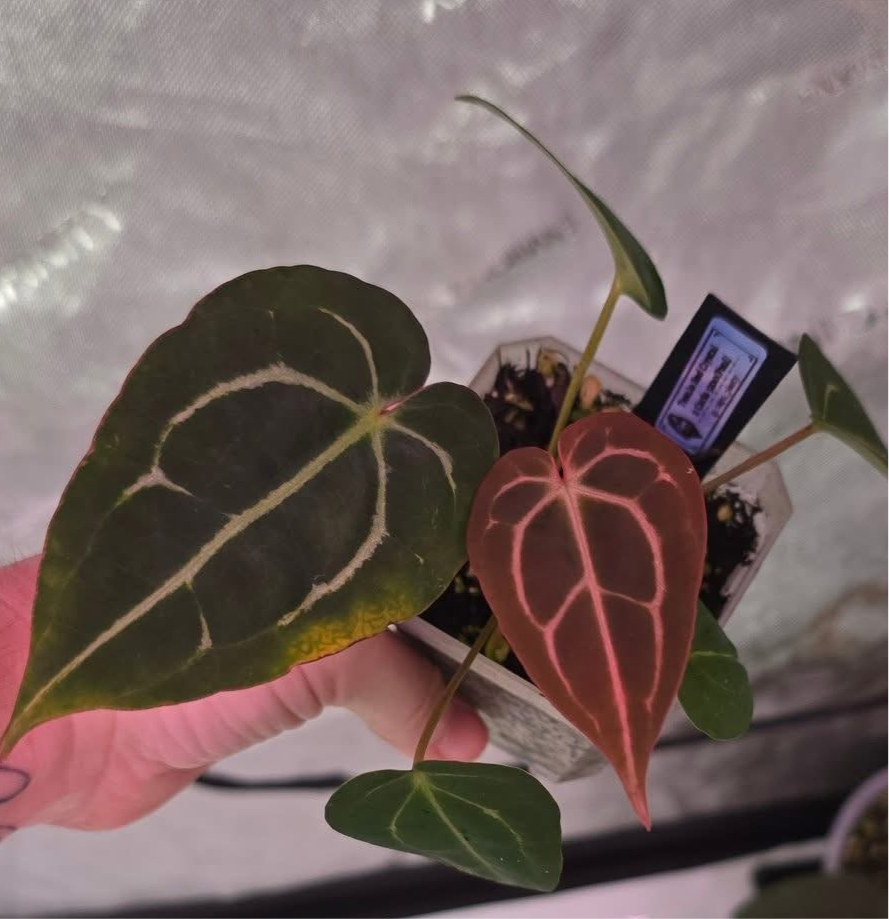 Tezula Red Crystal x Carlablackie 5x10 (Paul)