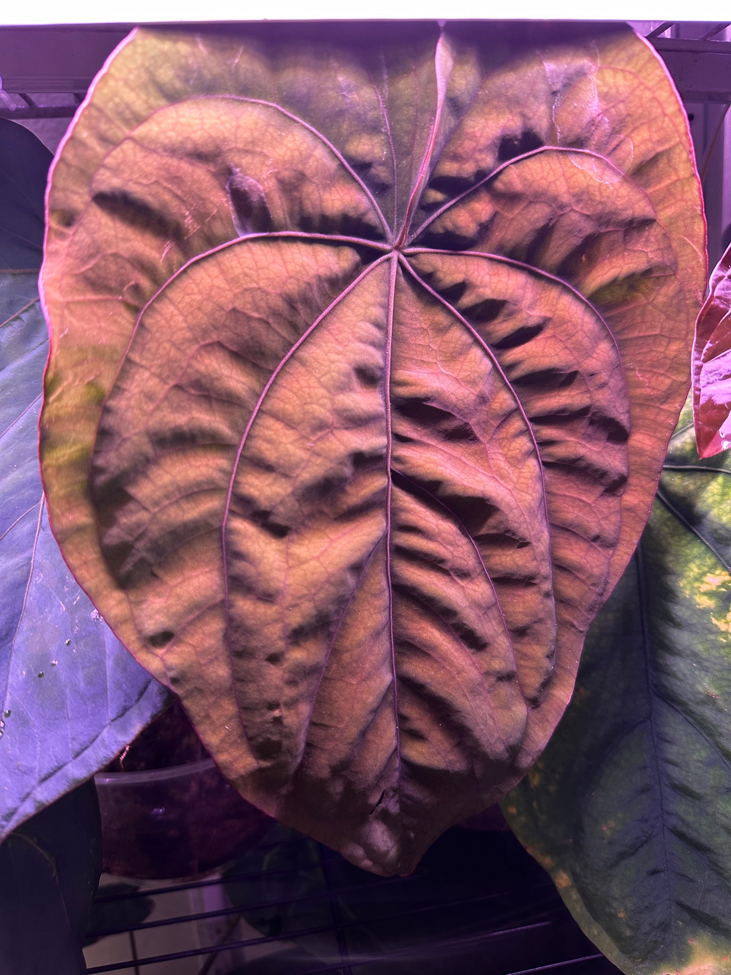 Round BlackWidowxMichelle x RG Dressleri