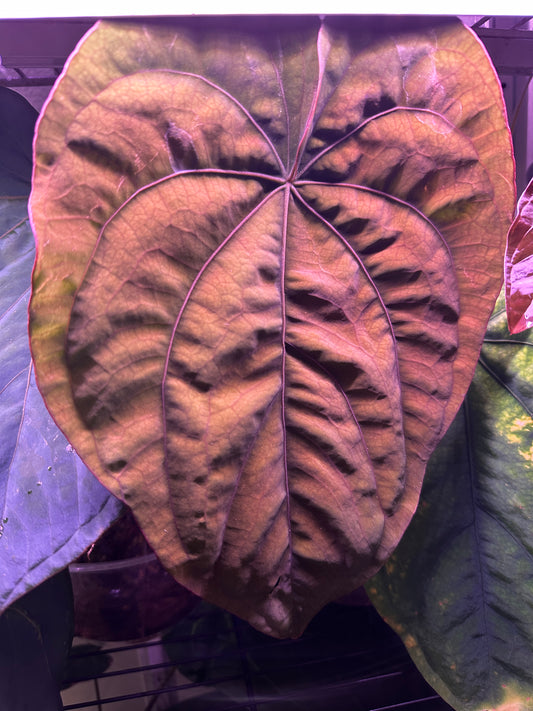 Round BlackWidowxMichelle x RG Dressleri