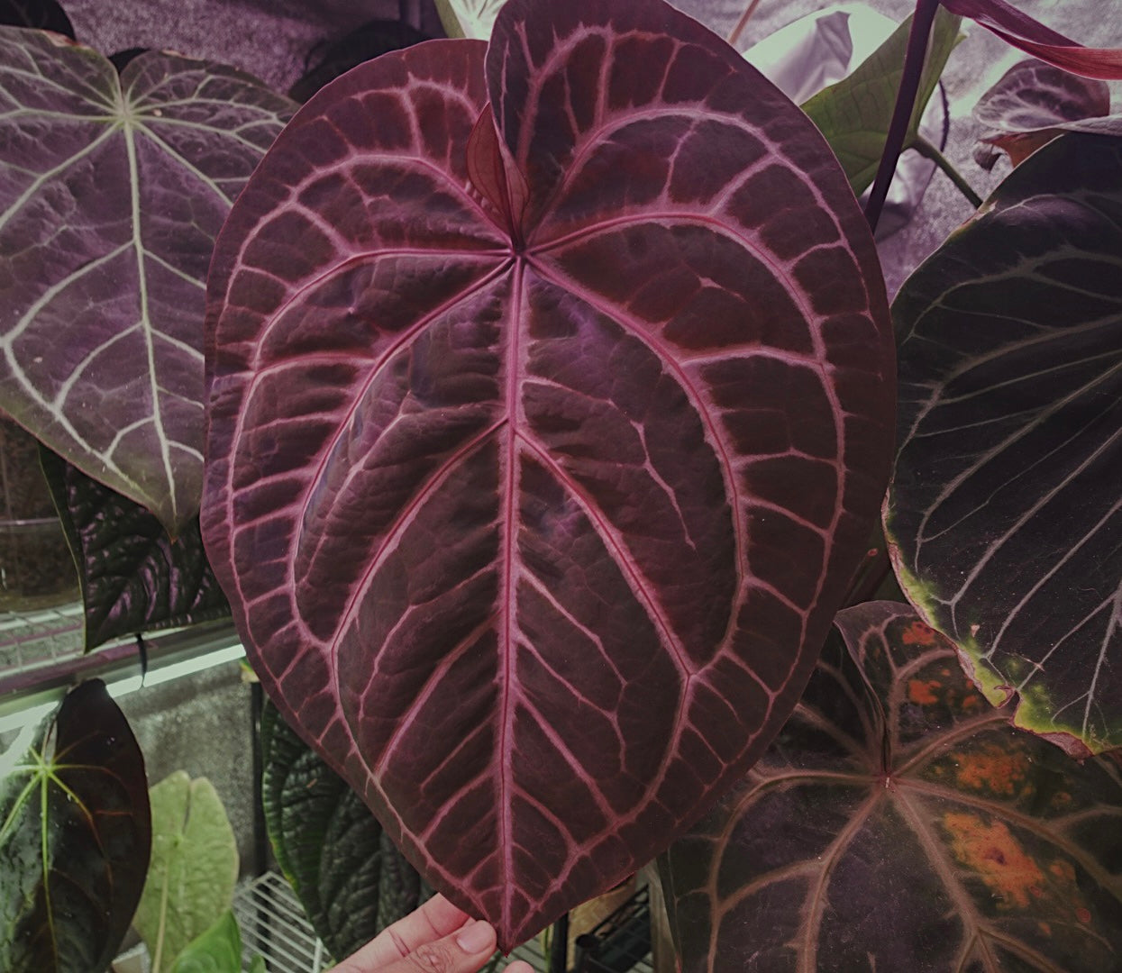 Tezula Red Crystal x Carlablackie 5x10 (Paul)