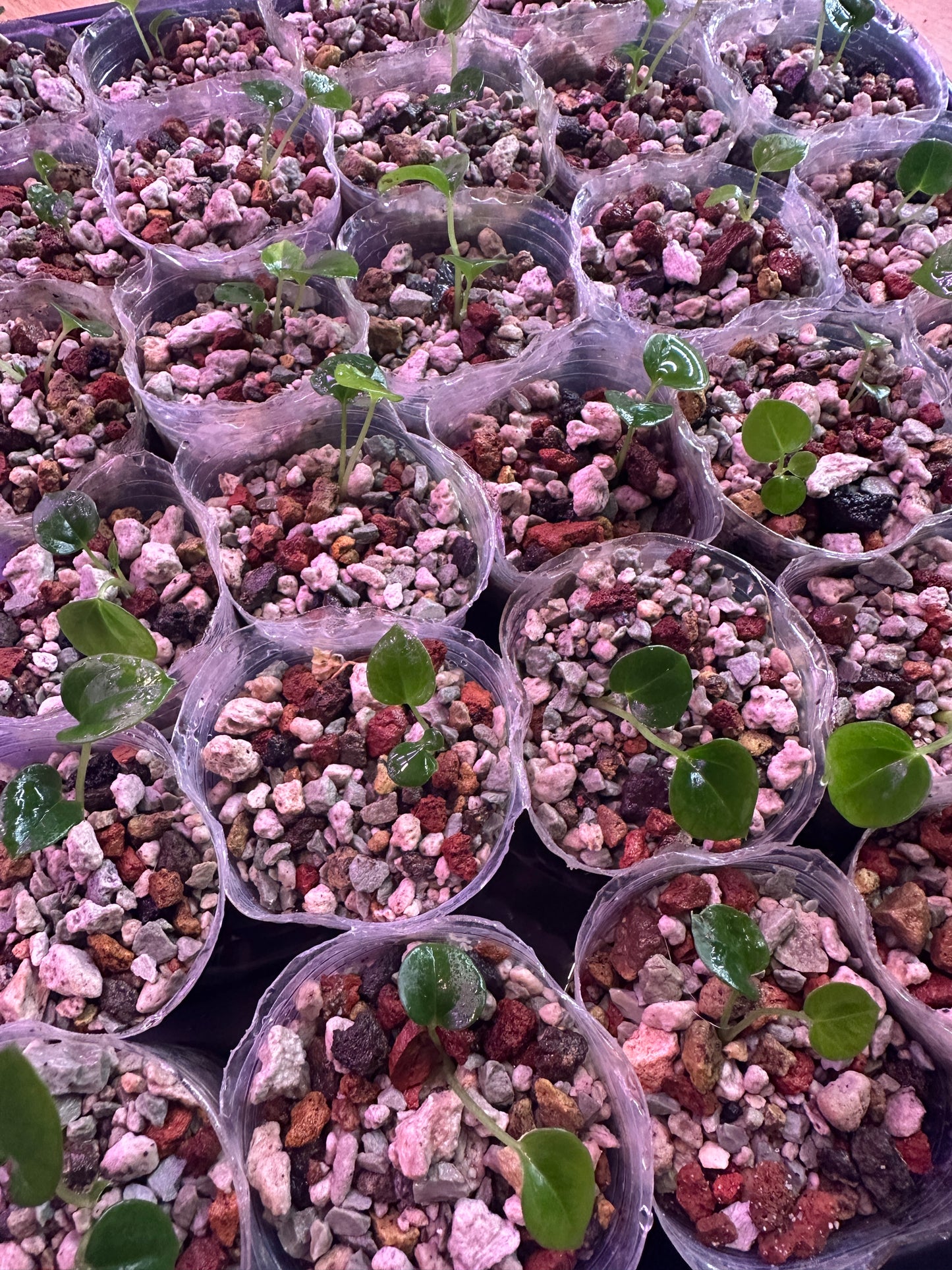 Dressleri (NSE ‘Oliver’ x ‘Windy’)