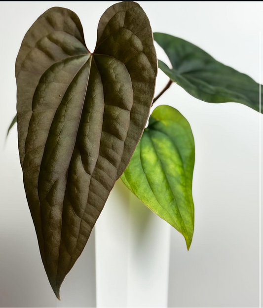 Luxurians x Antolakii (BVEP) (Scott)