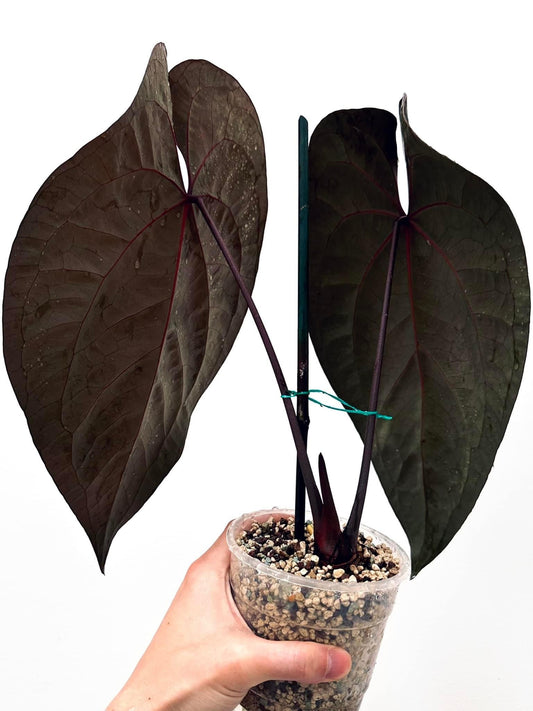 Dark form AoS x Pap RA(1x5)