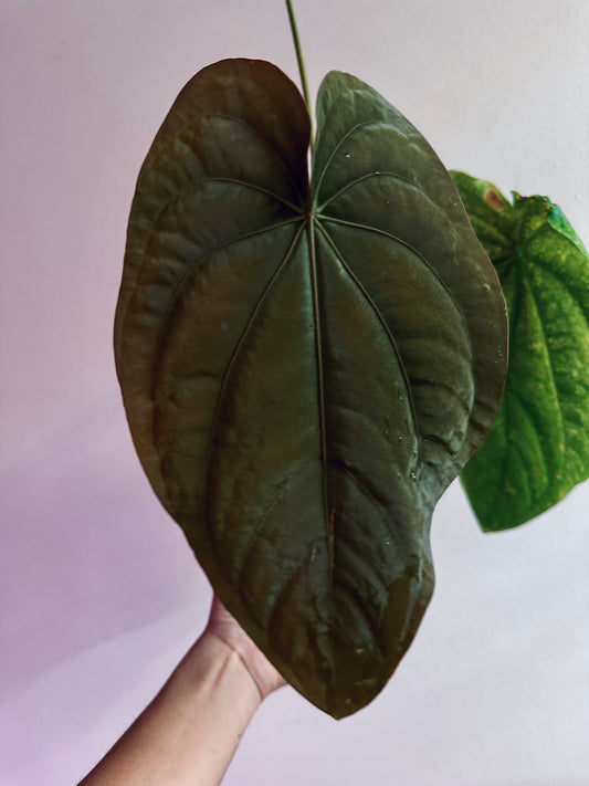 Dressleri (NSE ‘Oliver’ x ‘Windy’)