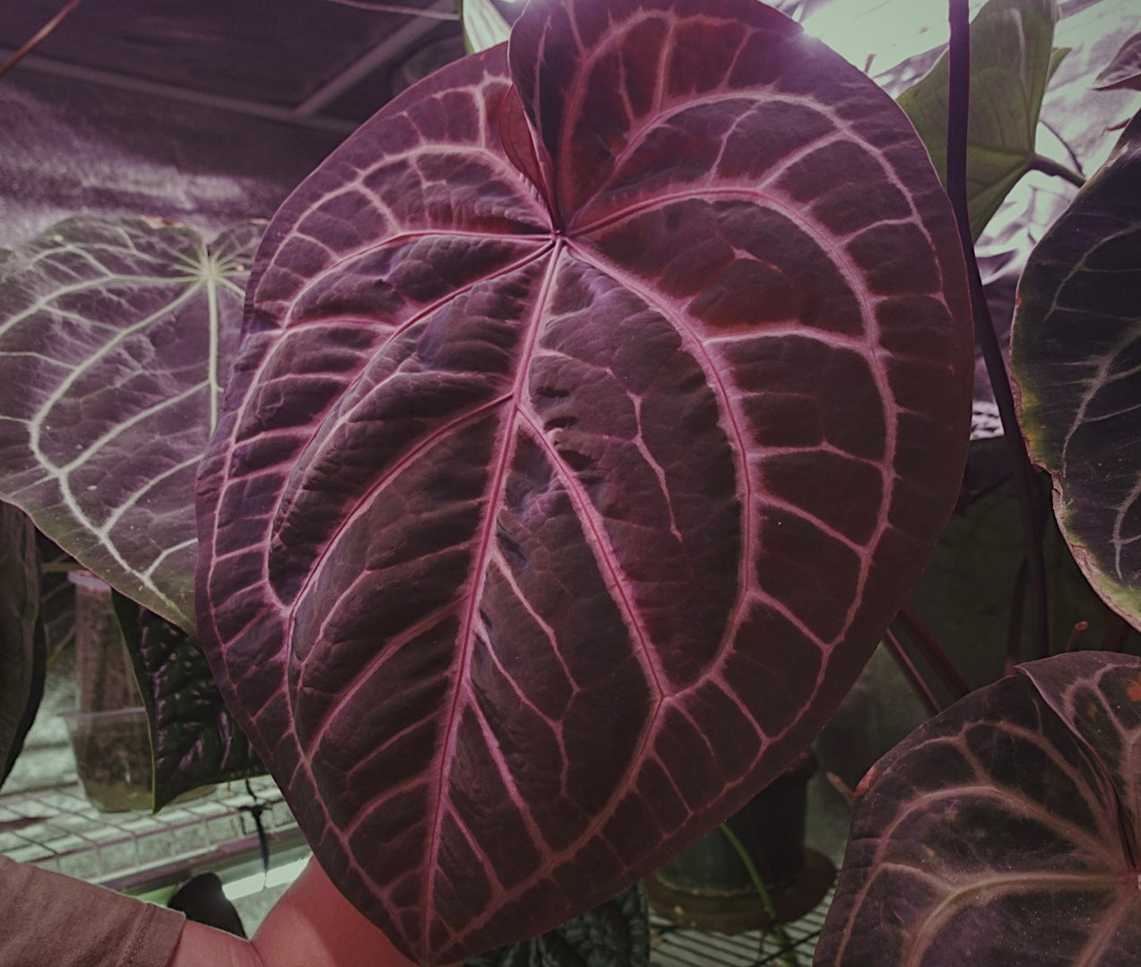 Red Crystal Tezula x Dressleri ‘Oliver’