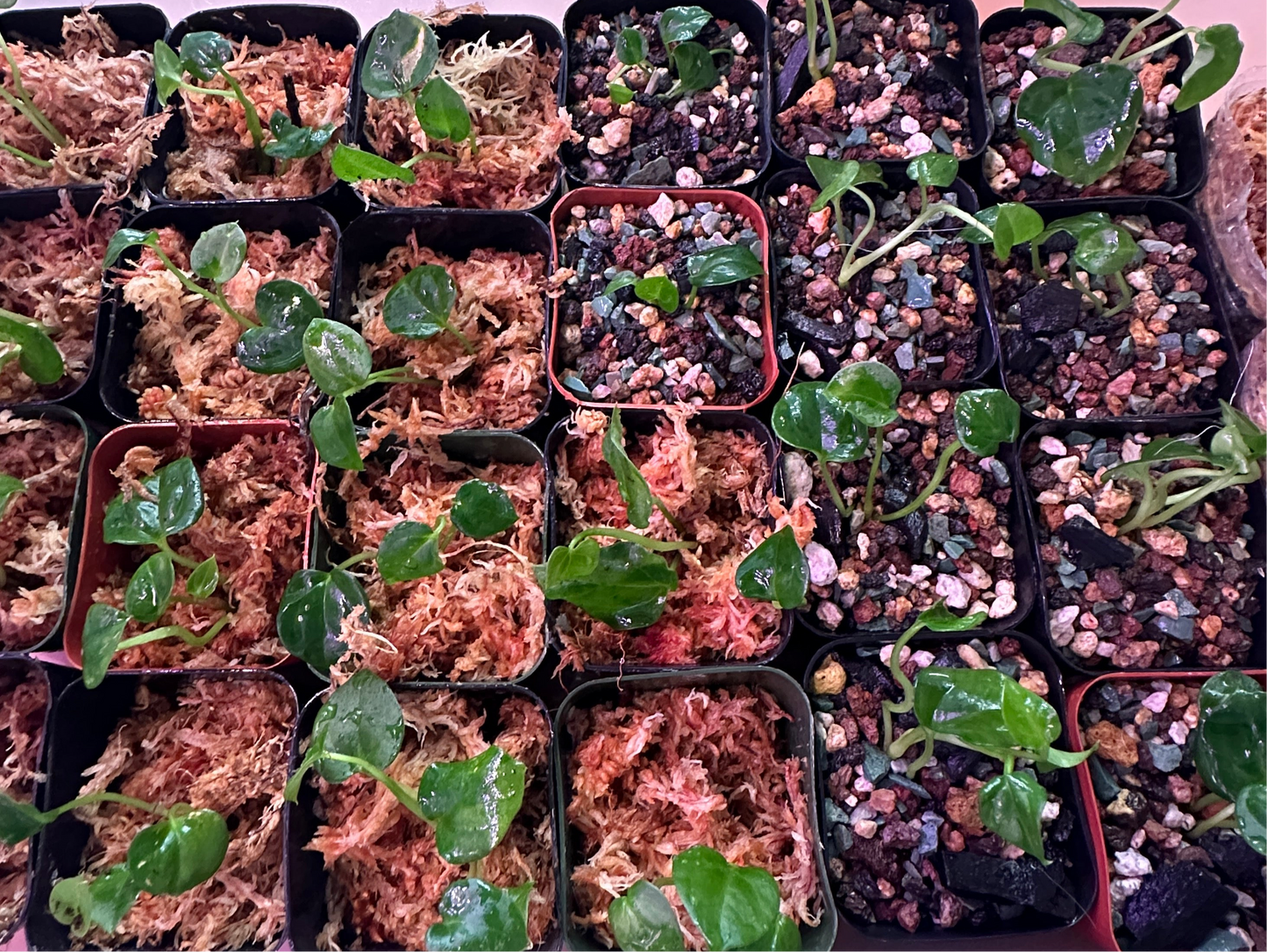 Round BlackWidowxMichelle x RG Dressleri