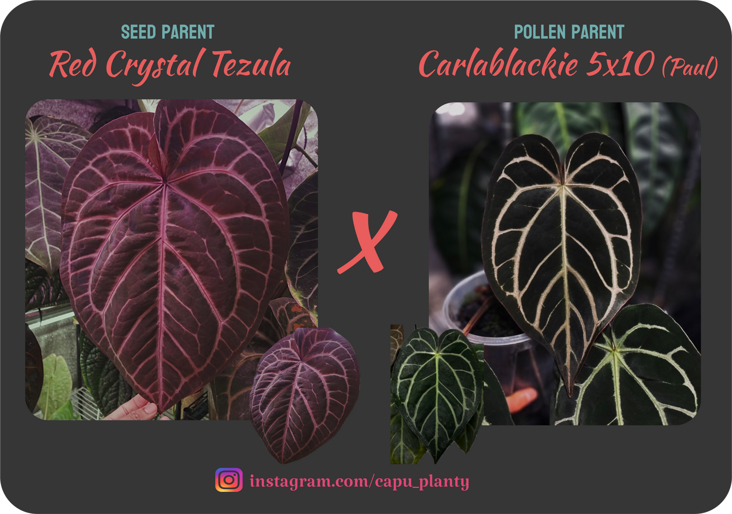 Tezula Red Crystal x Carlablackie 5x10 (Paul)