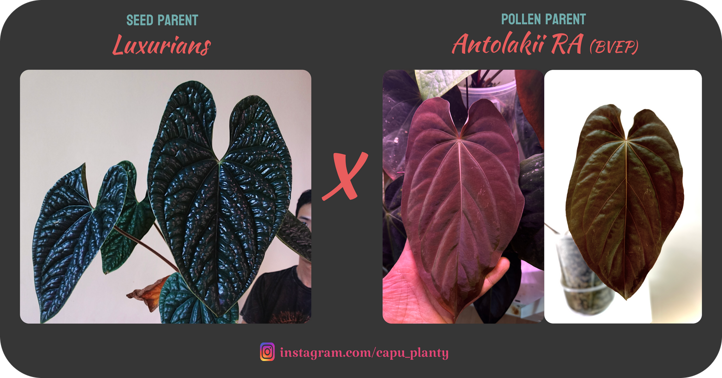 Luxurians x Antolakii (BVEP) (Scott)