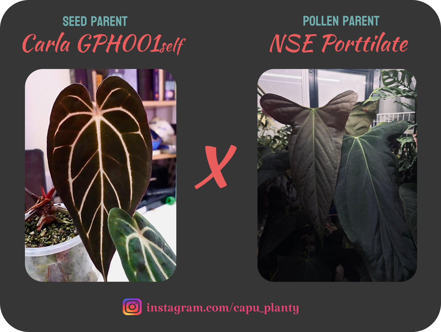 Carla GPH001self x NSE Porttilae