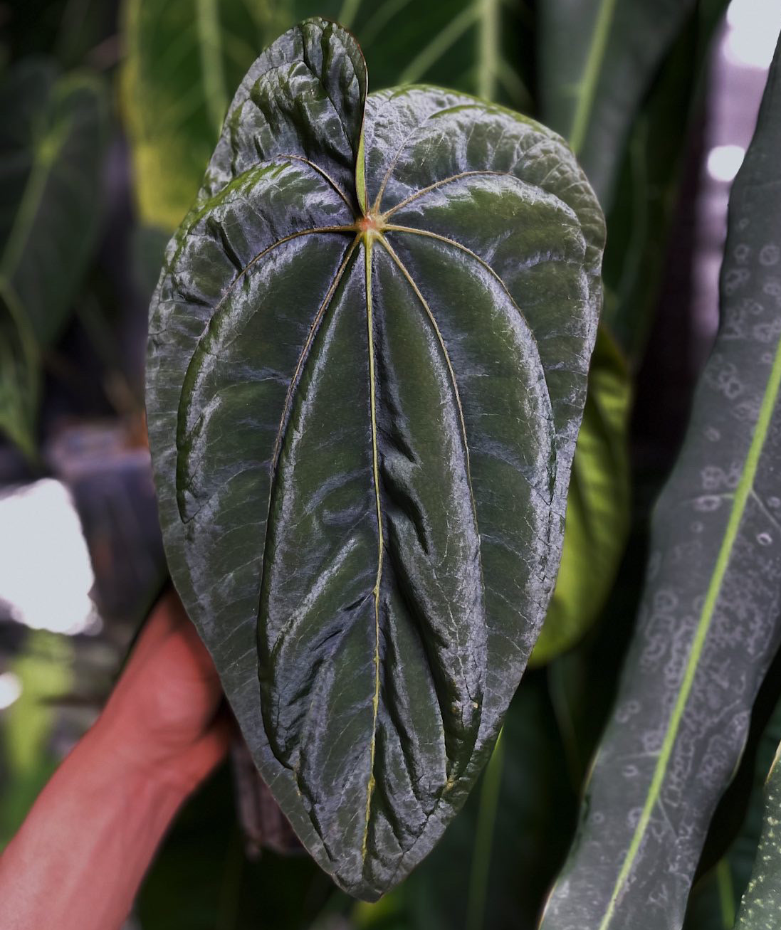 Red Crystal Tezula x Dressleri ‘Oliver’