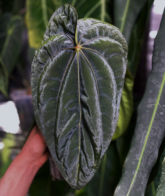Red Crystal Tezula x Dressleri ‘Oliver’