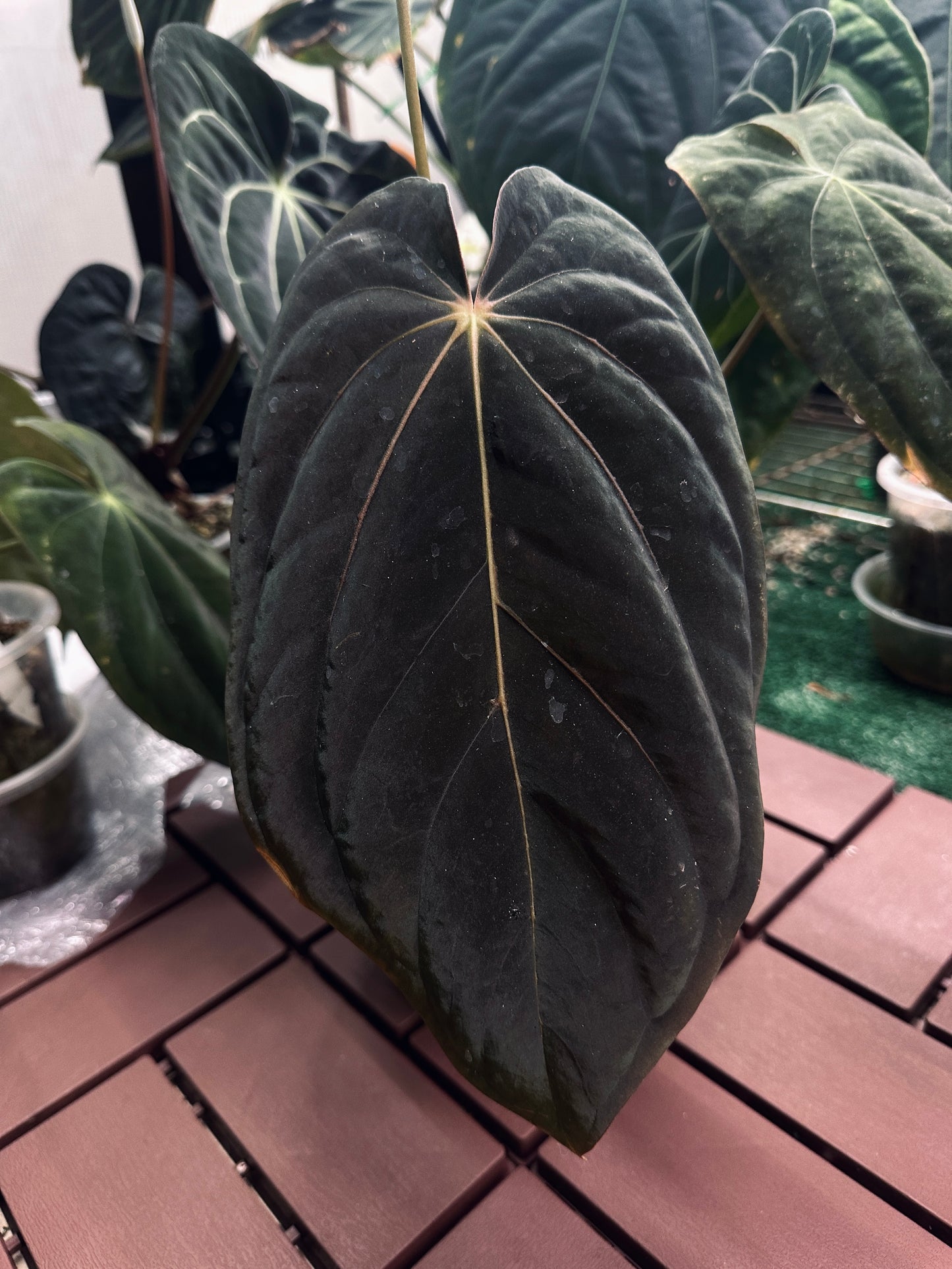 Luxurians x Antolakii (BVEP) (Scott)