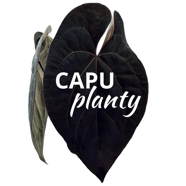 Capu Planty
