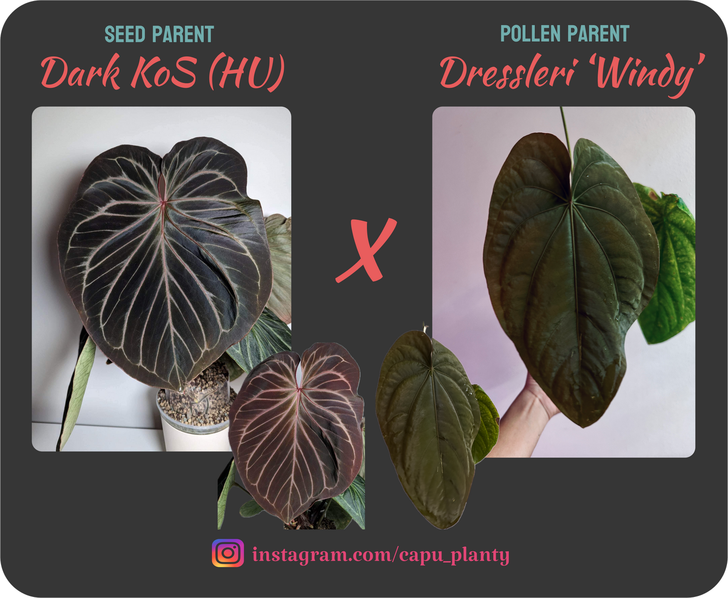 Anthurium Dark HU/KoS x Dressleri 'Windy'