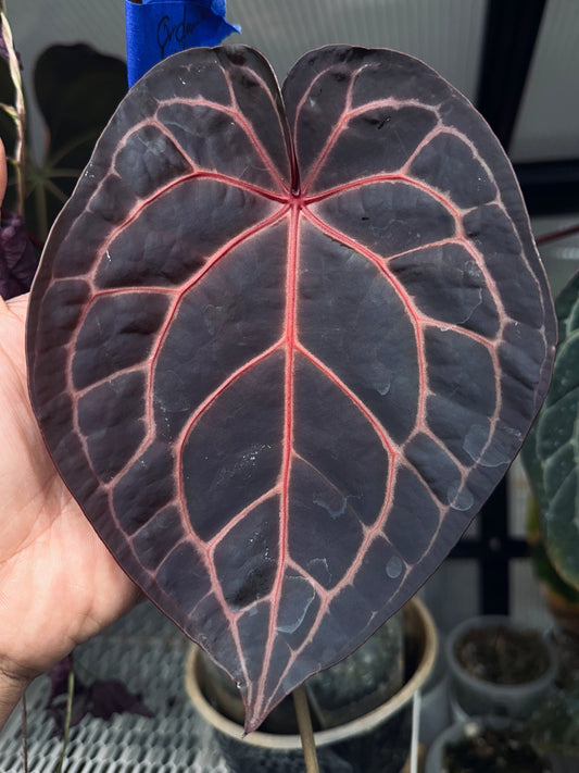 Anthurium Luxurians x Michelle(selected)