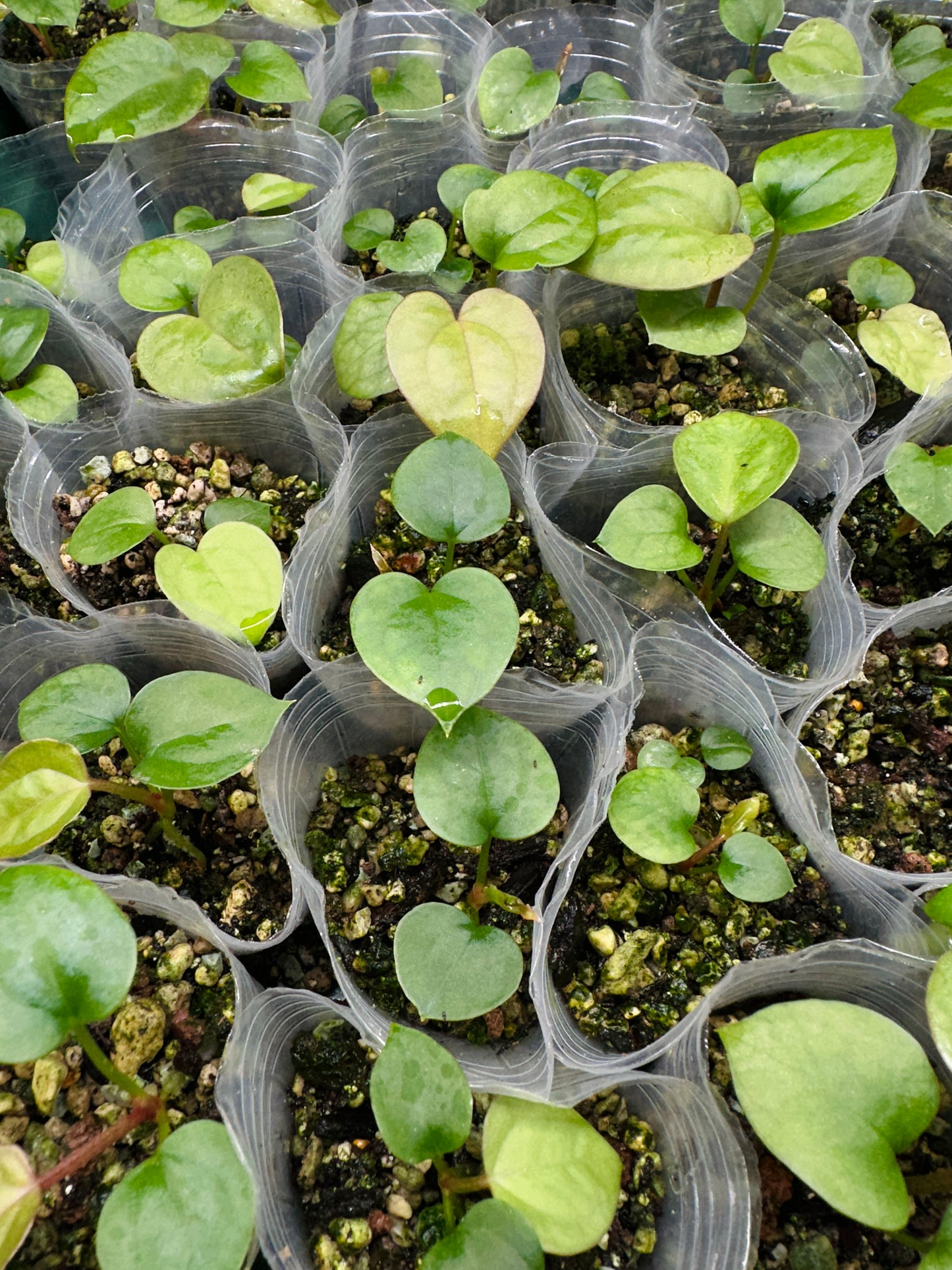 Anthurium Luxurians x Michelle(selected)