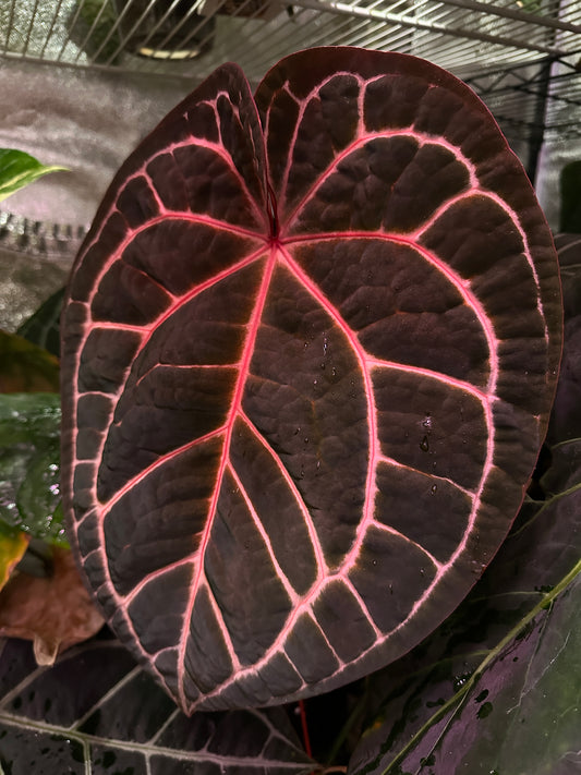 Anthurium Luxurians x Michelle(selected)