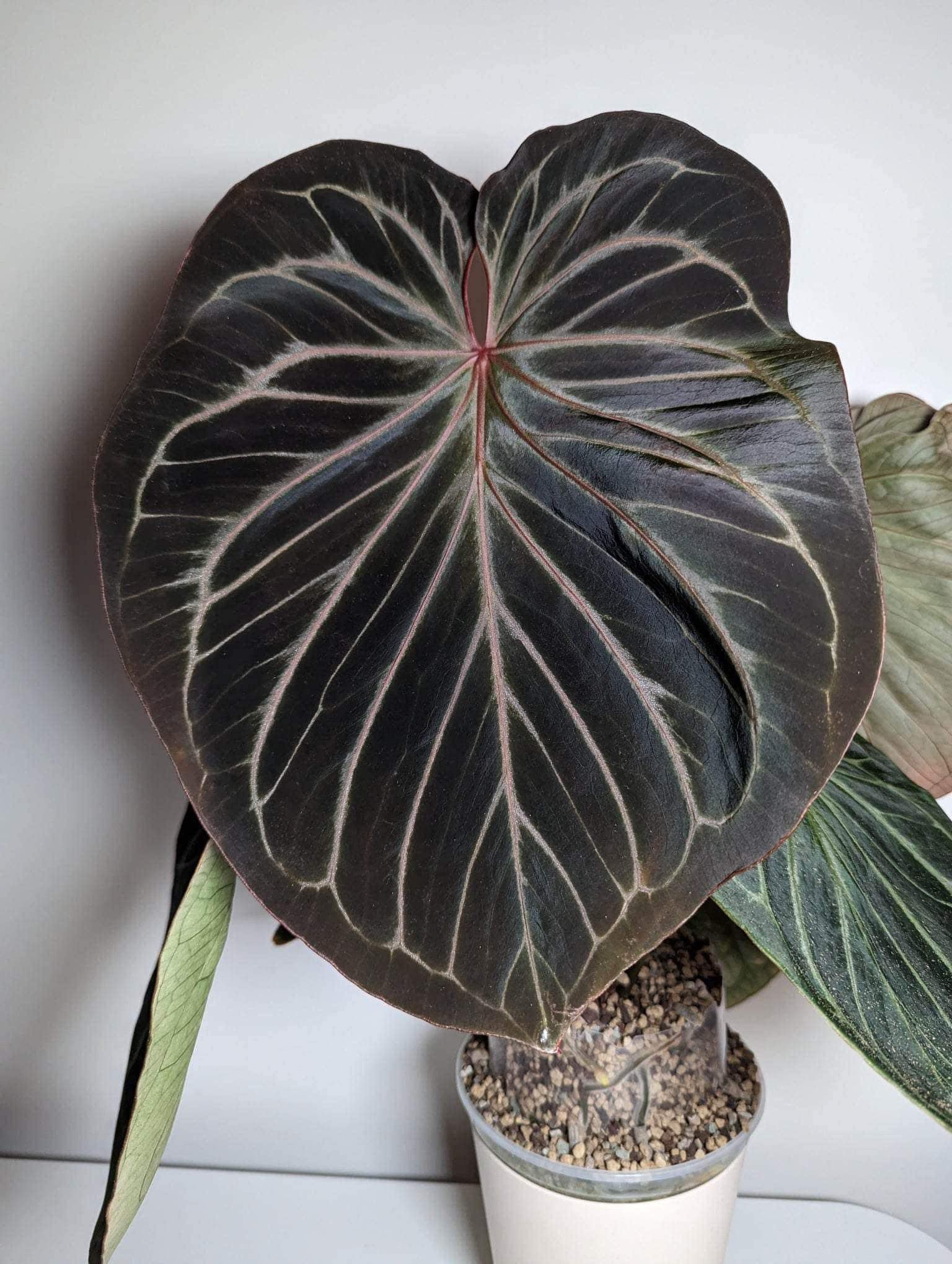 anthurium hu Anthurium Dark HU/KoS x Dressleri 'Windy'