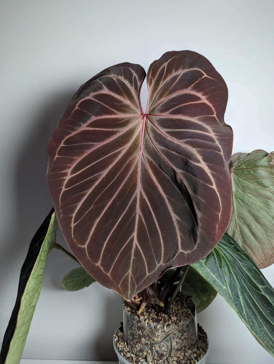 Anthurium Dark HU/KoS x Dressleri 'Windy'