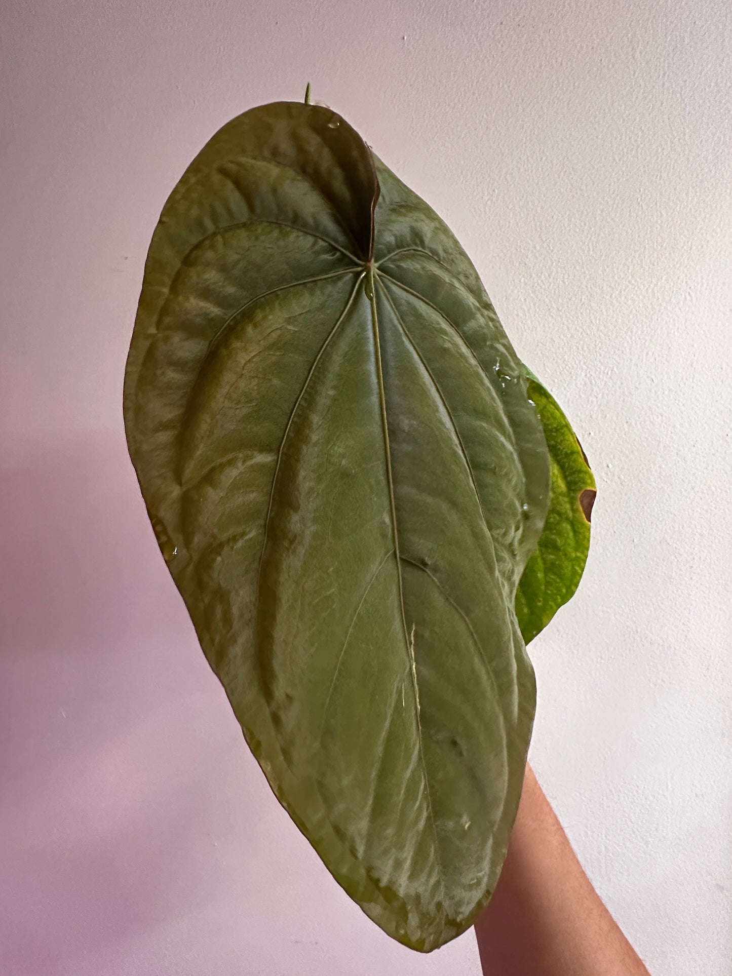 Anthurium Dark HU/KoS x Dressleri 'Windy'