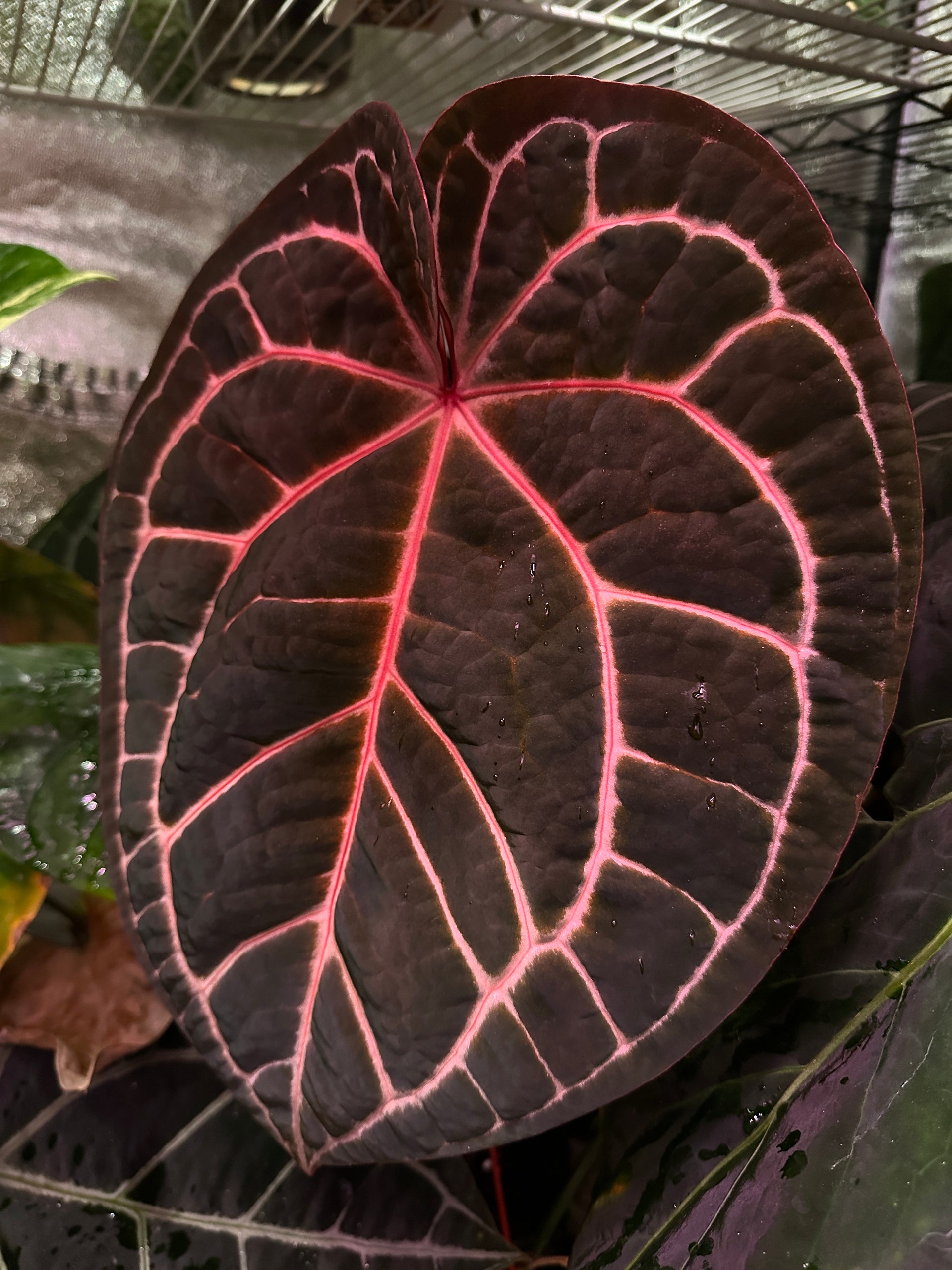 anthurium michelii Anthurium Luxurians x Michelle(selected) – Capu Planty